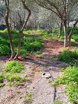 Χωράφι 1 στρέμμα στα σύνορα Αγίας Μαρίνας Κορωπίου με υποδομές
