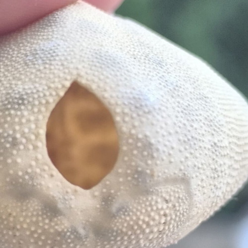 Sea Potato Shell like new, natural decoration
