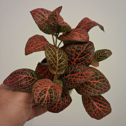 Fittonia red new