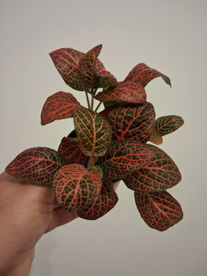 Fittonia red new