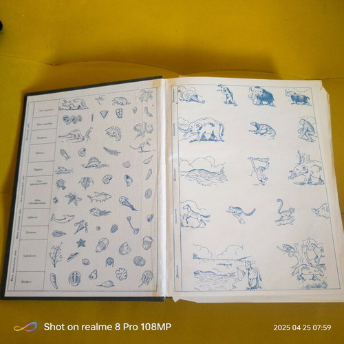 The Life of Animals used book