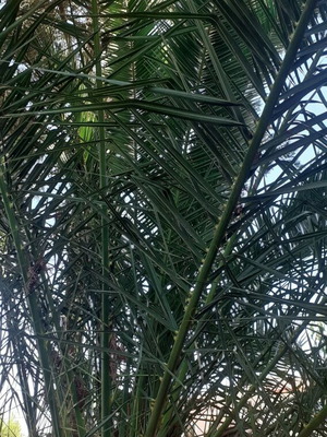 Палма Phoenix canariensis на 20 години като нова, височина на стъблото 1,5м