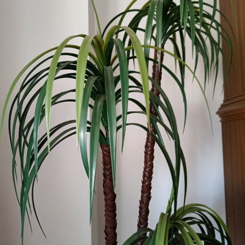Decorative plant for indoor and outdoor spaces (H 1.40).