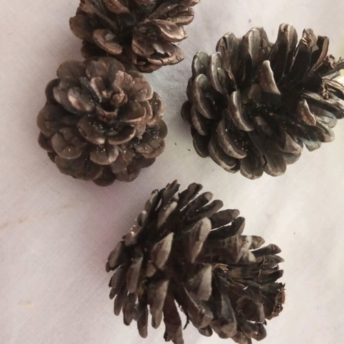 Pinecones used for crafts, small and soft