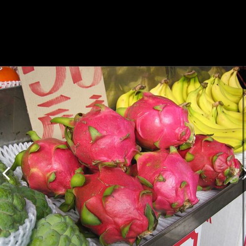 Dragon Fruit Cuttings new, 15-20 cm length