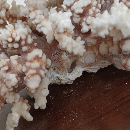 Vintage large natural white coral decor