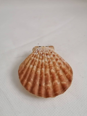 Seashell natural sealed pink shell 7.5cm used