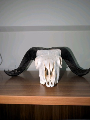 Ram skull like new, authentic