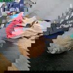 Διακοσμητικό ομοίωμα σκύλου από ρητίνη