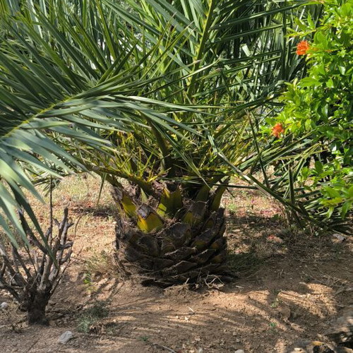 Canary date palms new, set of two