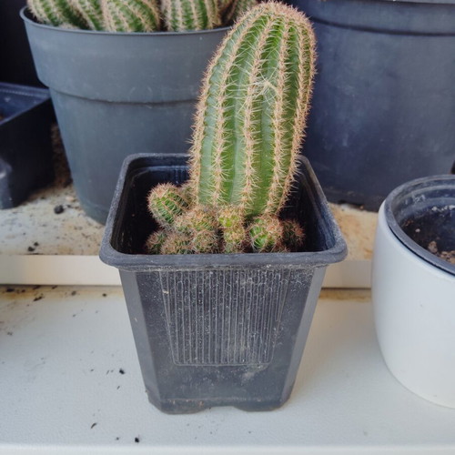 Peanut cactus new, small pot ready for repotting