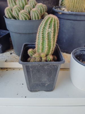 Peanut cactus new, small pot ready for repotting