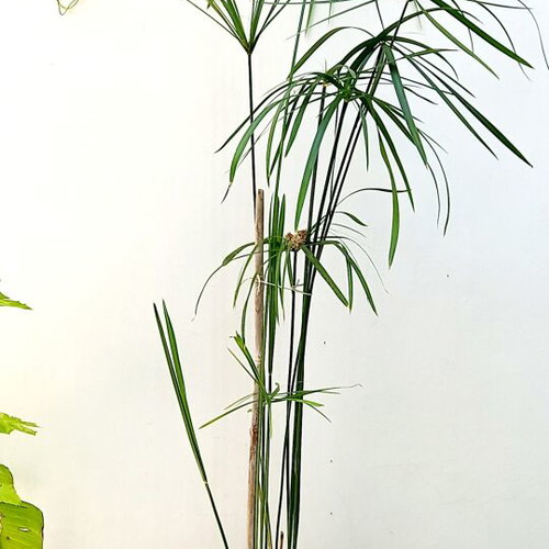 Cyperus Plant in Pot New, Ideal for Home and Garden