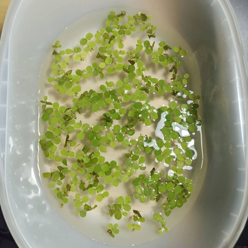 Salvinia Minima Aquarium Plant like new