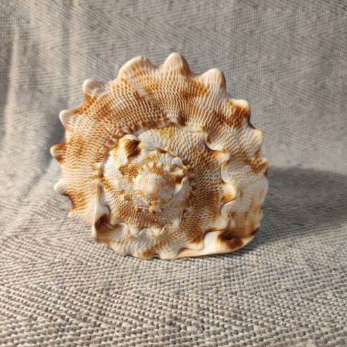 Cypraecassis Rufa shell like new, 10x9x9 cm