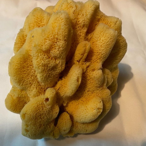 Set of 2 large natural sea sponges new for bath or decoration