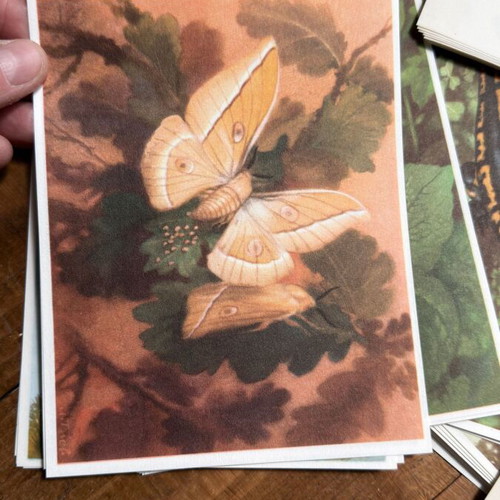 Large Lot of 220 Vintage Artis Historia Prints, Birds, Animals & Botanical Illustrations