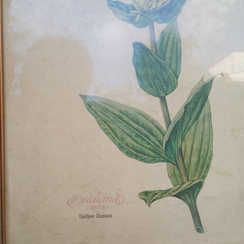 Vintage Gentiana Lutea framed print used