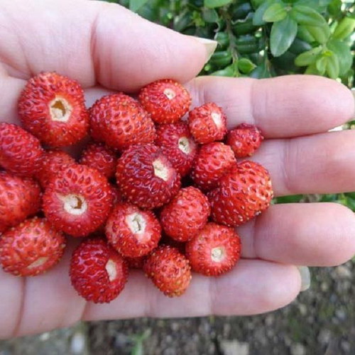 Fragaria Vesca wild strawberry seeds, pack of 30