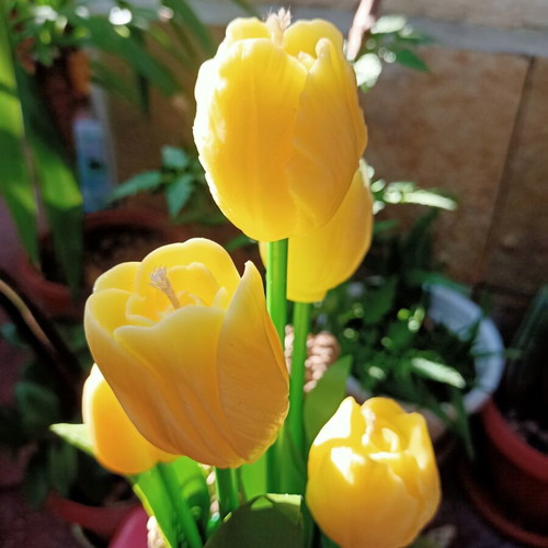 Tulips candles handmade bouquet in wooden vase new