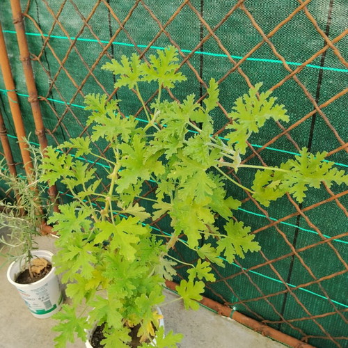 Pelargonium graveolens scented geranium