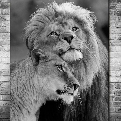 Canvas lions black and white like new 30x40 cm