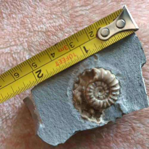 Fossil shell used on shale stone