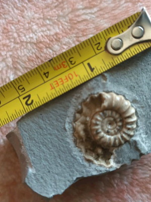 Fossil shell used on shale stone