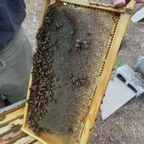 Honey new from Greek heather, flower and pine, natural