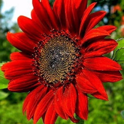 Red Sun sunflower seeds plant cultivation pack like new