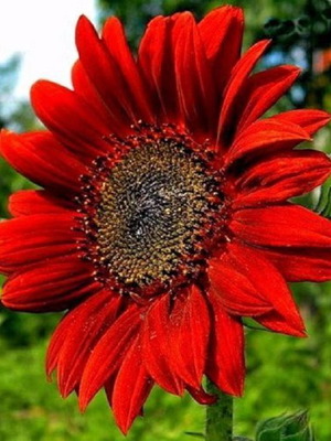 Red Sun sunflower seeds plant cultivation pack like new
