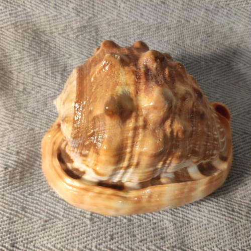 Cypraecassis Rufa shell like new, 14x10x10 cm