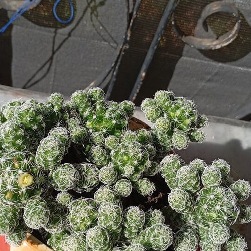 Cactus with Cat Pot New from Italy