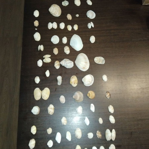 Seashell collection like new, ideal for crafts
