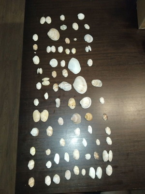 Seashell collection like new, ideal for crafts