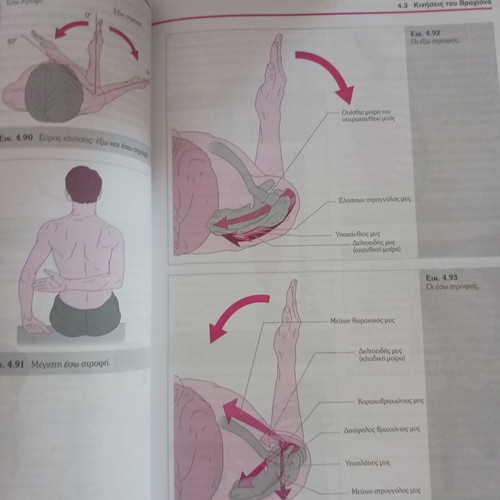 Functional Anatomy of the Motor System by Jutta Hochschild