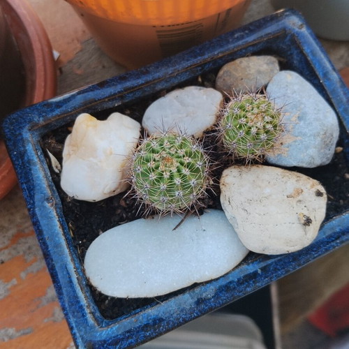 Echinopsis cacti set of 2 in handmade ceramic pot, new