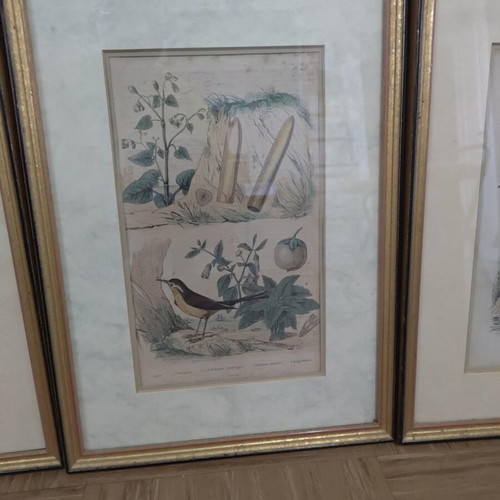 Set of 3 vintage natural history prints in gold frames