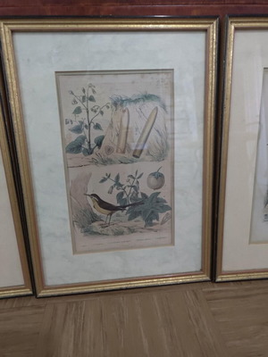 Set of 3 vintage natural history prints in gold frames
