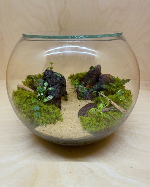 terrarium ένα μικρό οικοσύστημα