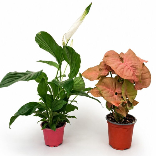 Box of 2 plants: Spathiphyllum and Syngonium pink new