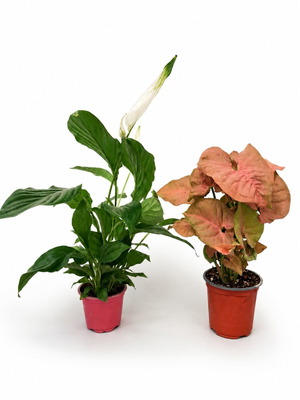 Box of 2 plants: Spathiphyllum and Syngonium pink new
