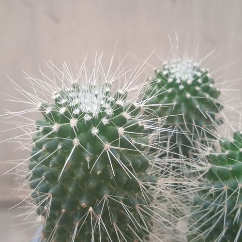 Mammillaria Spinosissima Un Pico cactus in nursery pot new