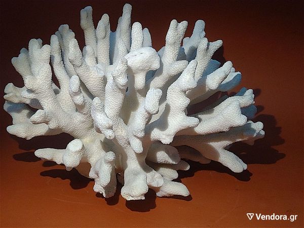  fisiko koralli lefko varos 1295gr