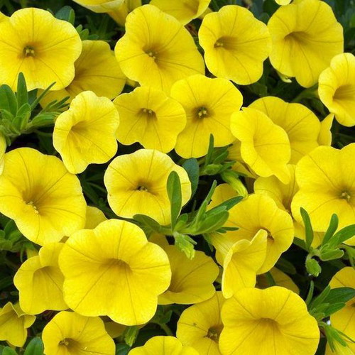 Rare Yellow Petunia Flowering Seeds, 25 pcs, High Germination
