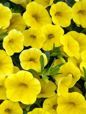 Rare Yellow Petunia Flowering Seeds, 25 pcs, High Germination