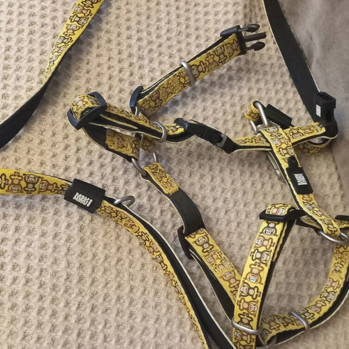 Max and Molly dog harness and leash like new, size M