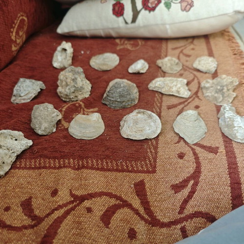 Mountain shells used, pack