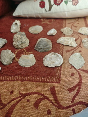 Mountain shells used, pack