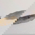  Λίθοι